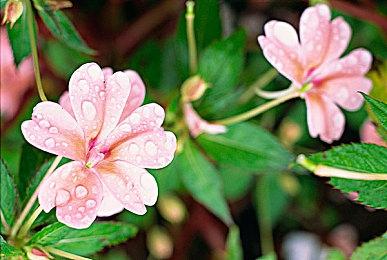 《原神》角色预告-「玛拉妮：最佳观光体验」